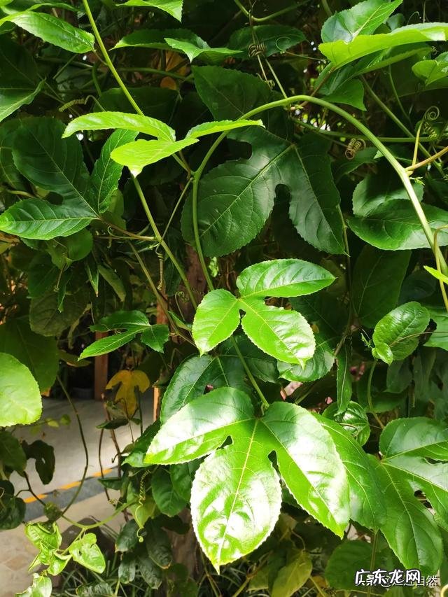 百香果是种怎样的植物？如何培育？