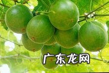 百香果是种怎样的植物？如何培育？