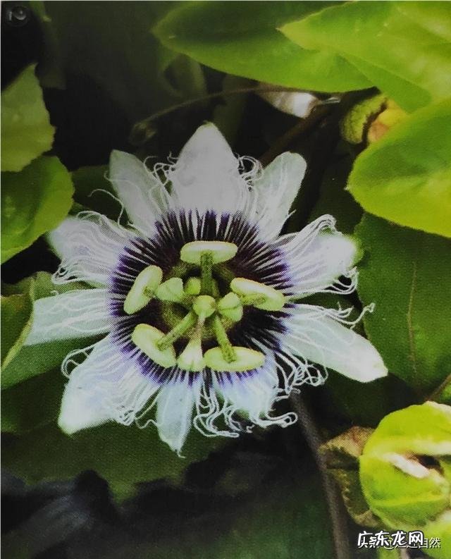 百香果是种怎样的植物？如何培育？