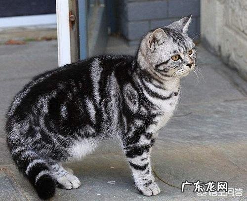 美短虎斑猫与英国蓝猫相比结合它们的习性哪个更好饲养