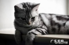 美短虎斑猫与英国蓝猫相比结合它们的习性哪个更好饲养