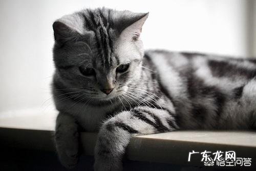美短虎斑猫与英国蓝猫相比结合它们的习性哪个更好饲养
