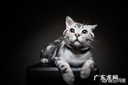 美短虎斑猫与英国蓝猫相比结合它们的习性哪个更好饲养