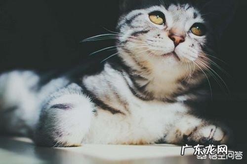 美短虎斑猫与英国蓝猫相比结合它们的习性哪个更好饲养