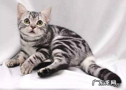美短虎斑猫与英国蓝猫相比结合它们的习性哪个更好饲养