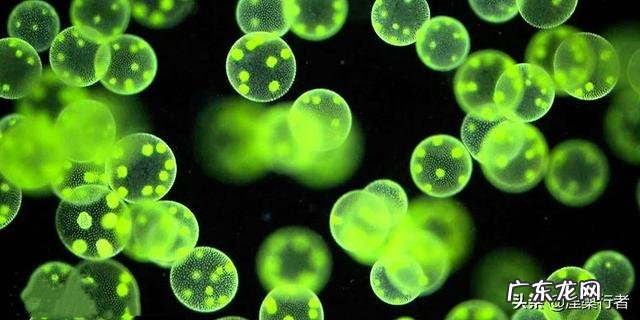 生物是从非生命/非活体物质组成的进化的吗