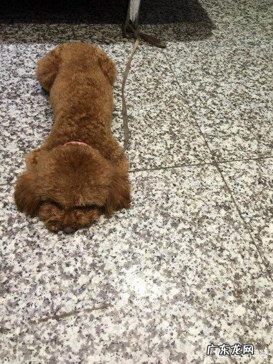 饲养泰迪需要注意哪些事项