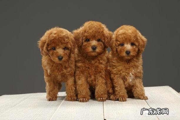 饲养泰迪需要注意哪些事项