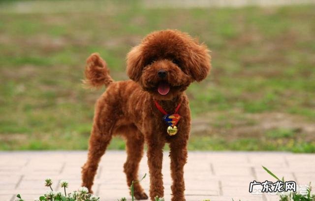 饲养泰迪需要注意哪些事项