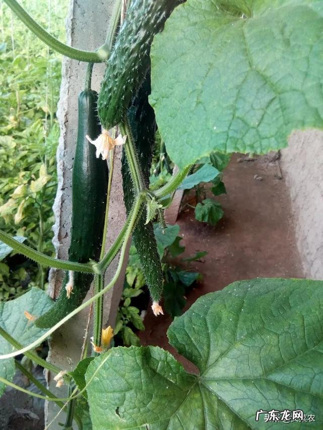 有哪些毁掉一个游戏的败笔