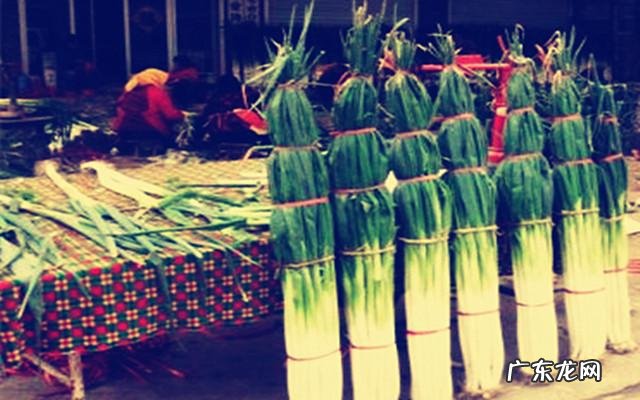 在农村,有什么野菜可以食用且对身体有益?