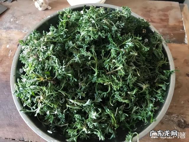 在农村,有什么野菜可以食用且对身体有益?