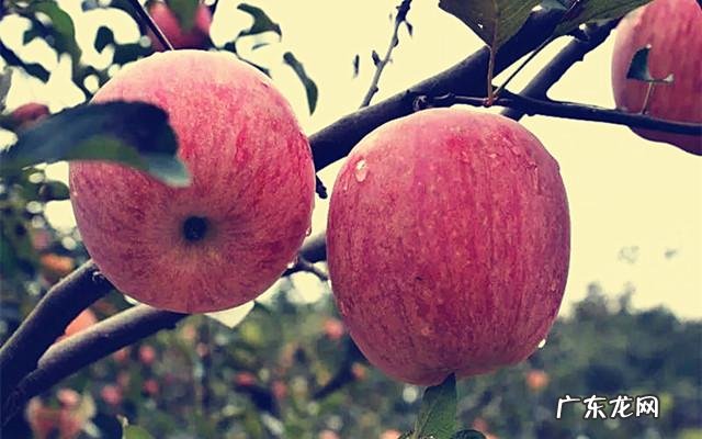 在农村,有什么野菜可以食用且对身体有益?