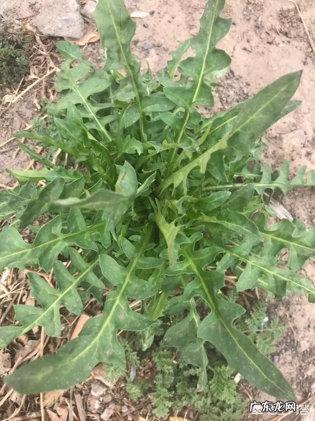 在农村,有什么野菜可以食用且对身体有益?