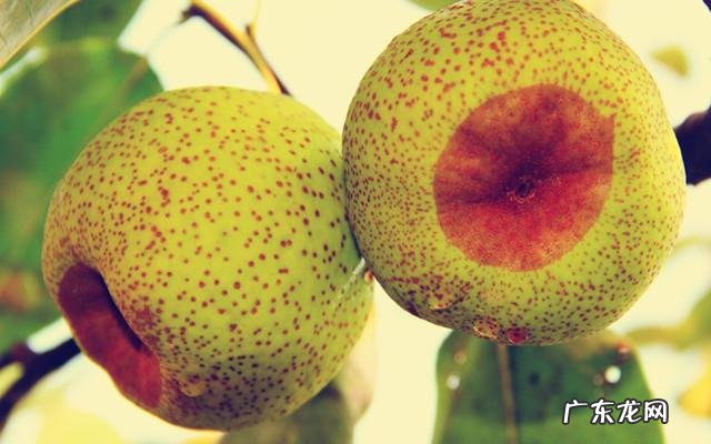 在农村,有什么野菜可以食用且对身体有益?