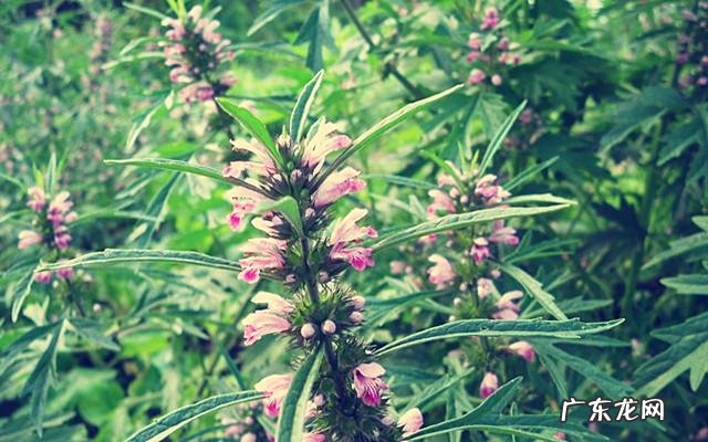 在农村,有什么野菜可以食用且对身体有益?