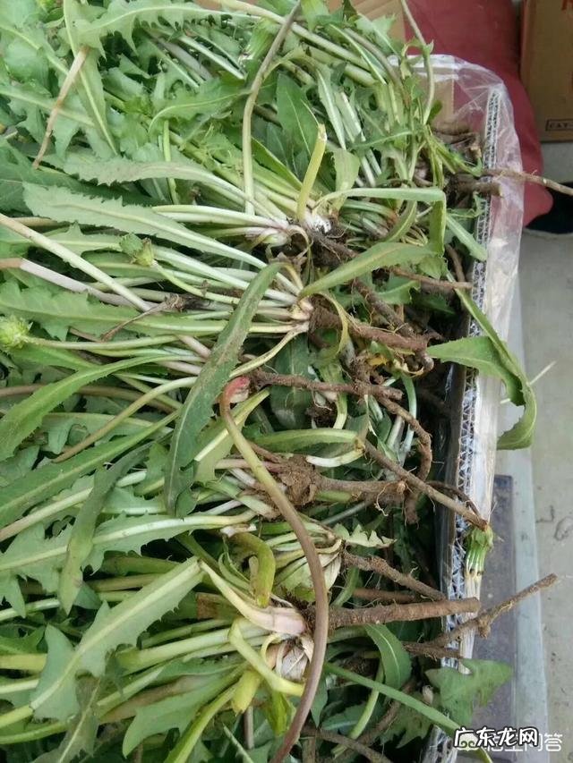 在农村,有什么野菜可以食用且对身体有益?