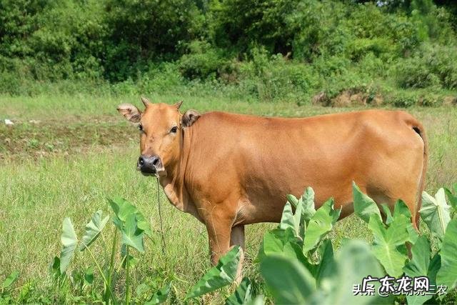 我国有“五大名牛”，它们的名次是怎么排的？都怎么样？