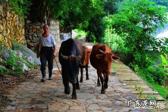 我国有“五大名牛”,它们的名次是怎么排的?都怎么样?