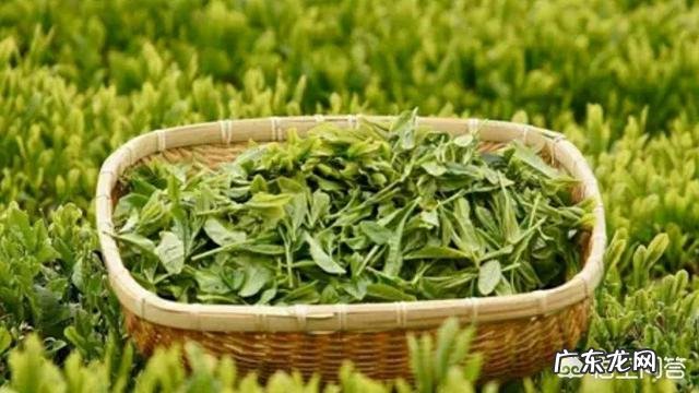 绿茶与花茶哪个好 对长期喝茶的人来说，花茶和绿茶哪个比较好？