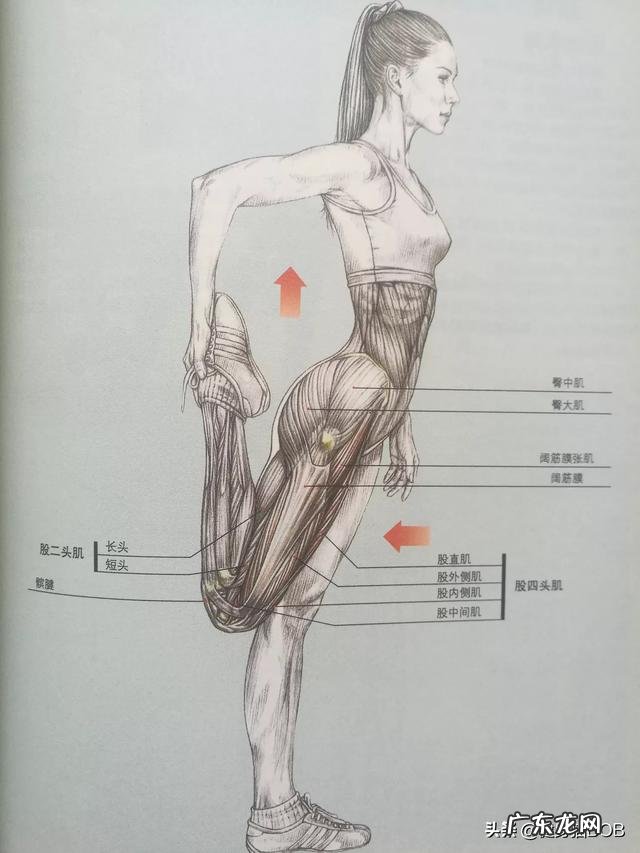 减脂过快皮肤松弛怎么塑形？