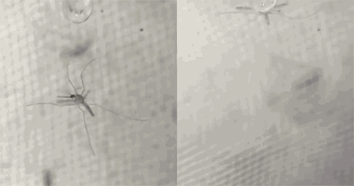 夏天下大雨蚊子为什么没被淹死