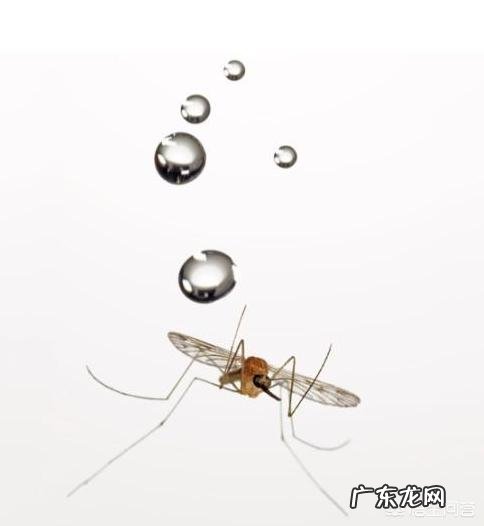夏天下大雨蚊子为什么没被淹死
