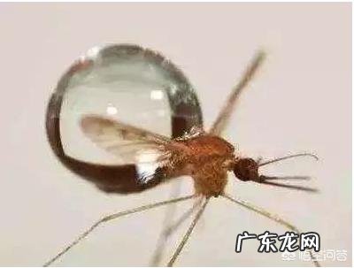 夏天下大雨蚊子为什么没被淹死