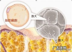 减肥减掉的体重去哪里了是汗水??蒸发了，还是拉厕所了