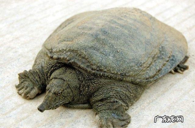 龟真的能有千年万年的寿命吗？它们到底能活多久？