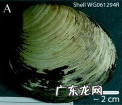 龟真的能有千年万年的寿命吗？它们到底能活多久？