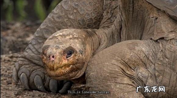 龟真的能有千年万年的寿命吗？它们到底能活多久？