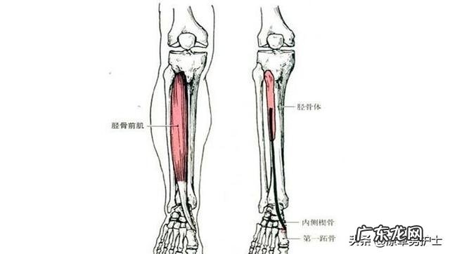 运动后小腿迎面骨疼怎么办 为什么每次运动过后小腿迎风骨都痛呢?