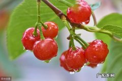 糖尿病人吃樱桃降血糖吗 糖尿病人吃樱桃好不好，应该怎么吃？