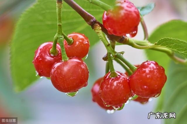 糖尿病人吃樱桃降血糖吗 糖尿病人吃樱桃好不好，应该怎么吃？