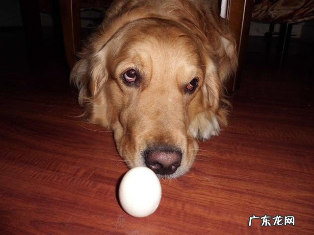 如果泰迪犬天天吃蛋黄的话,会怎样呢