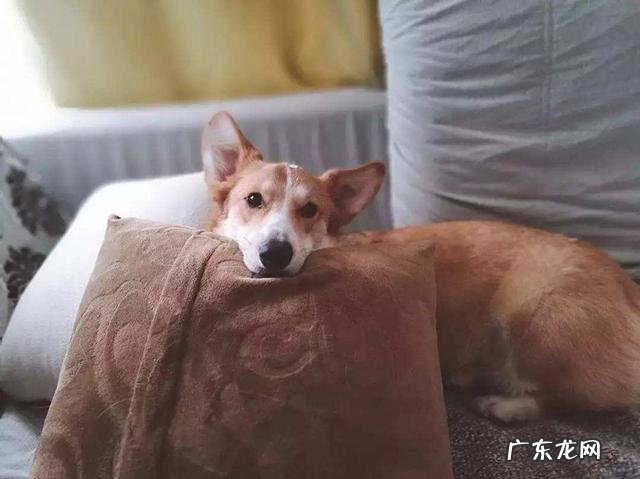 如果泰迪犬天天吃蛋黄的话,会怎样呢