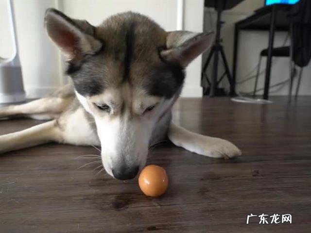 如果泰迪犬天天吃蛋黄的话,会怎样呢
