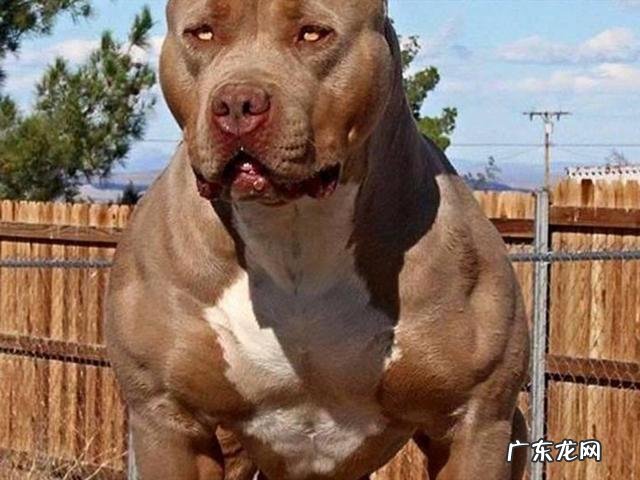 如果泰迪犬天天吃蛋黄的话,会怎样呢