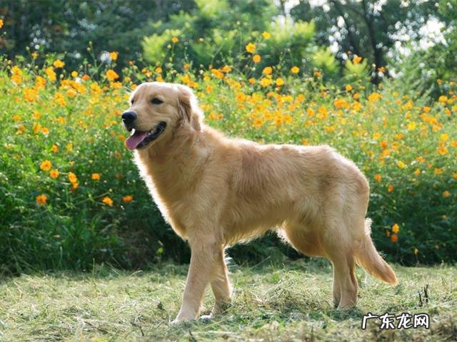 如果泰迪犬天天吃蛋黄的话,会怎样呢