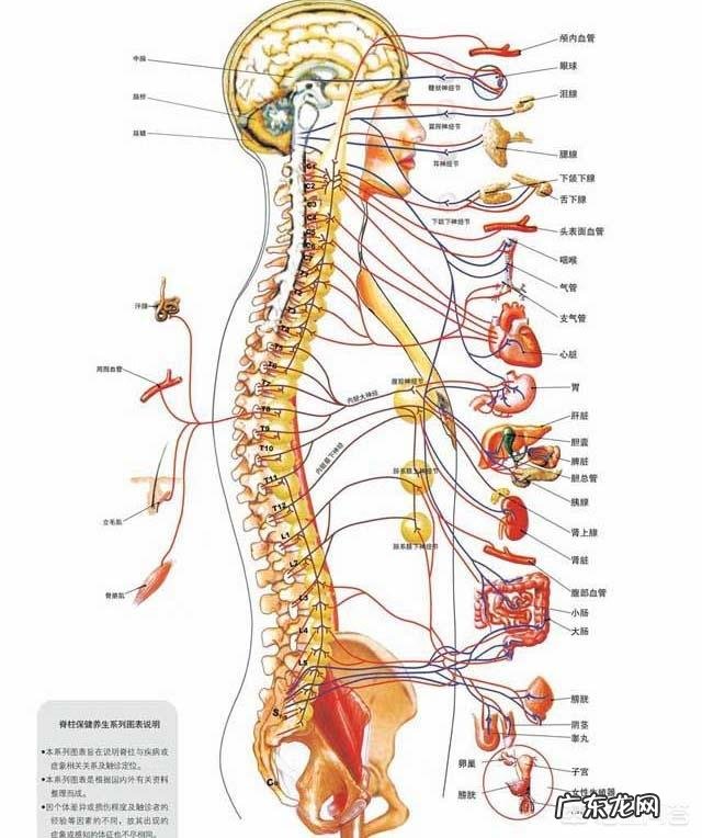 怎么缓解心肌缺血,有胸闷气短乏力的症状呢?