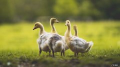 每天在家怎样用哑铃锻炼胸肌、腹肌和胳膊？详细一点