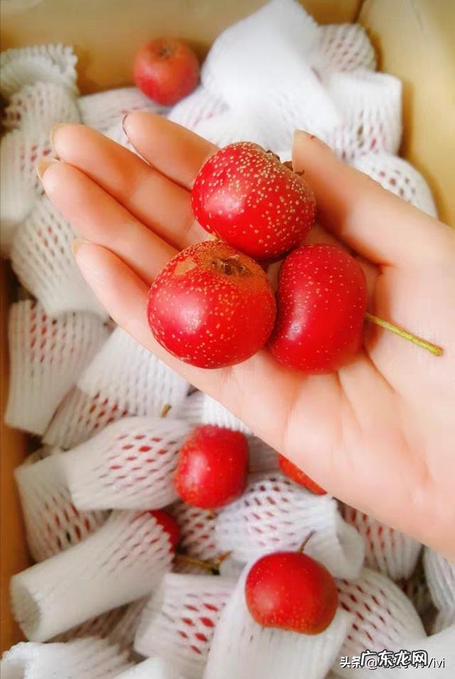 山楂糕怎么凝固,有哪些窍门?