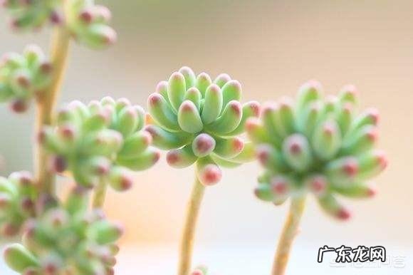 过期的花生和瓜子能制作成花肥吗？