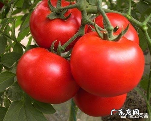 番茄果汁可以每天喝吗?为什么?