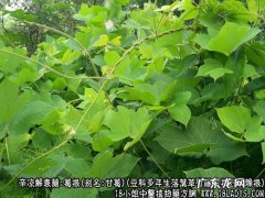 葛根图片_葛根的功效与作用