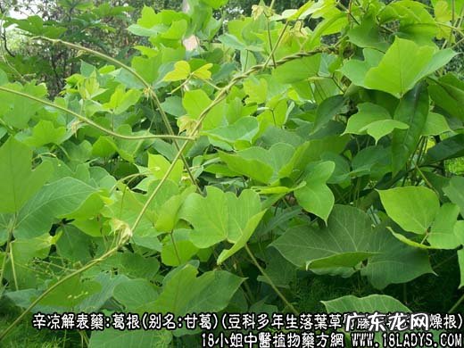 葛根图片_葛根的功效与作用