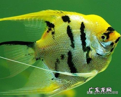 能不能看到中医中的经络呢?