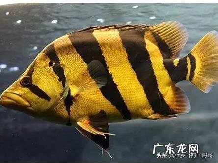 能不能看到中医中的经络呢?