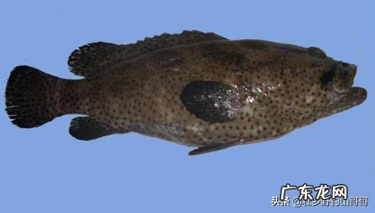 能不能看到中医中的经络呢?